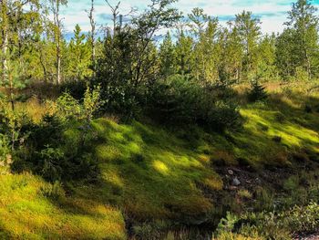 View of trees in forest