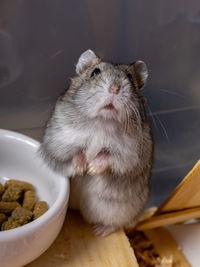 High angle view of rabbit on table