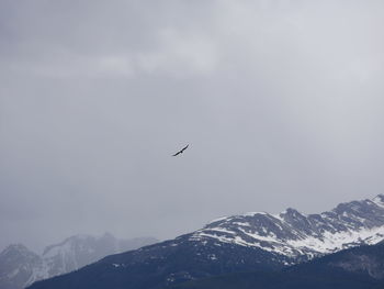 Low angle view of bird flying over snowcapped mountains against sky