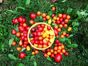 High angle view of tomatoes in basket