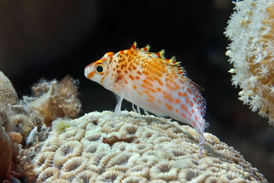 Close-up of fish swimming in sea