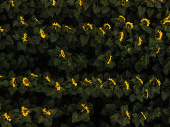 Full frame shot of yellow flowering plants