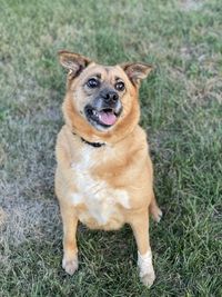 Portrait of dog sitting on grass