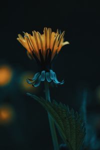 Close-up of flowering plant against black background