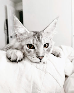 Close-up portrait of cat