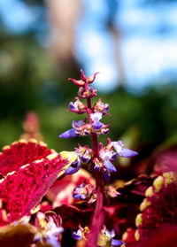 Close-up of pink flowering plant in park