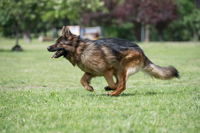 Dog running on grass