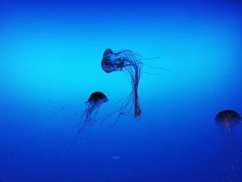 Jellyfish swimming in aquarium