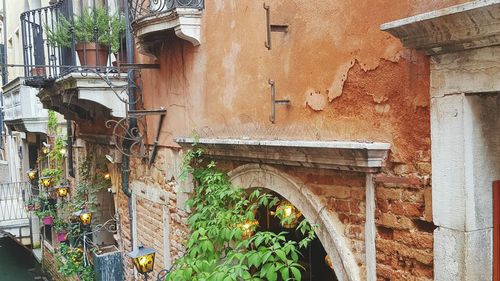 Plants growing in front of wall