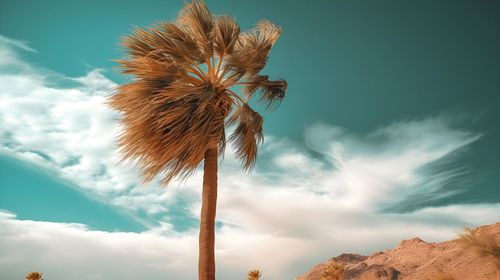 Low angle view of palm tree against sky