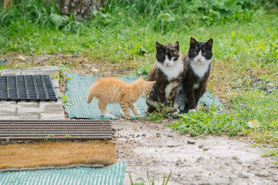 View of cats on the ground