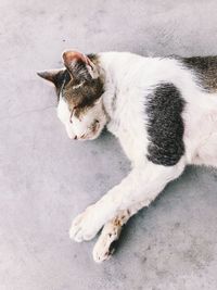 High angle view of cat sleeping