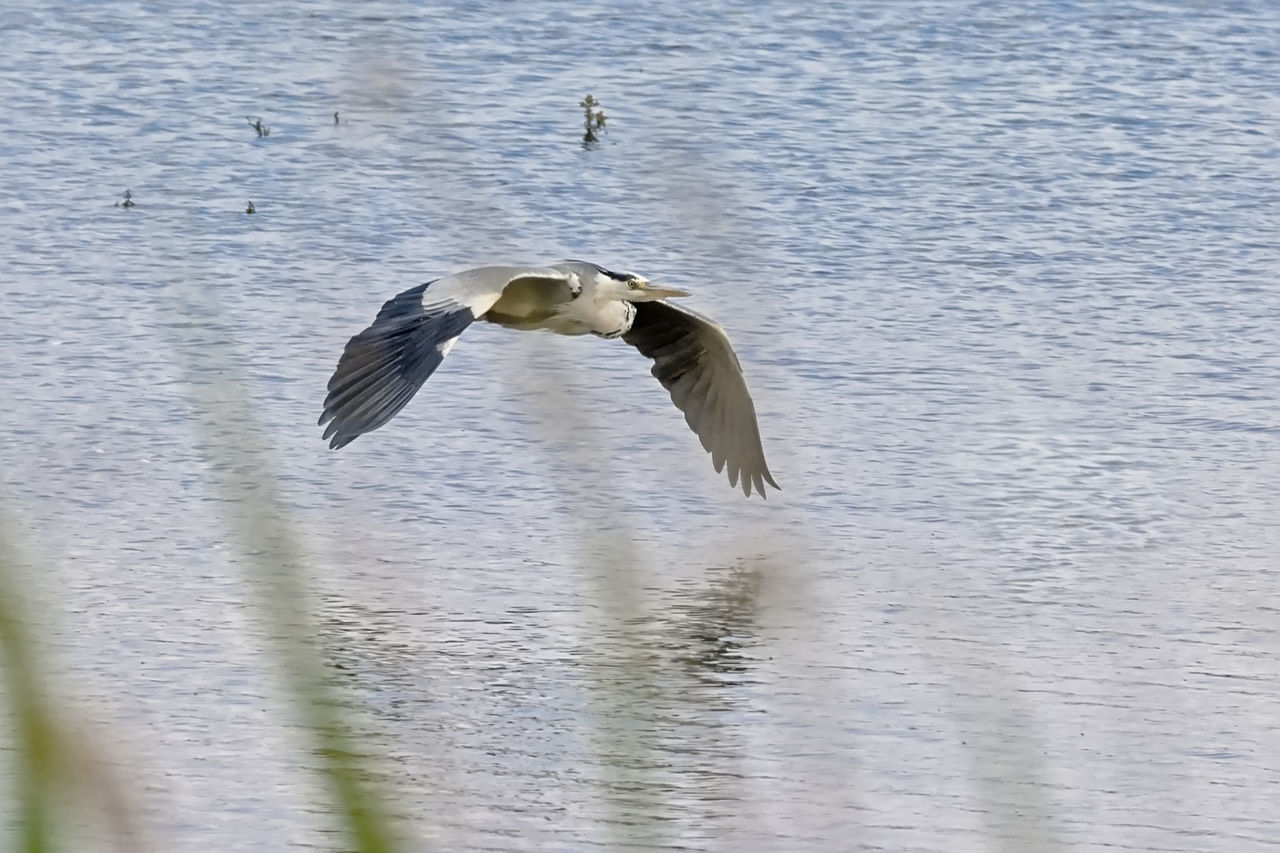 SEAGULL FLYING IN A LAKE