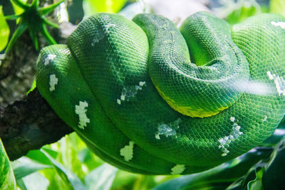 Close-up of snake on tree