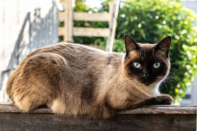 Close-up of cat