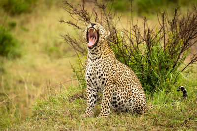 Cat yawning in a field