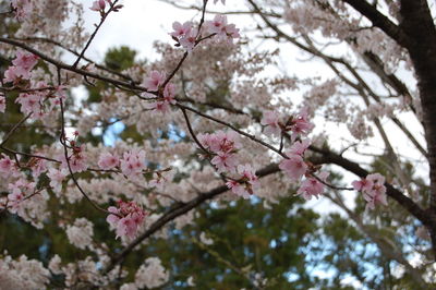 Low angle view of cherry blossom growing on tree