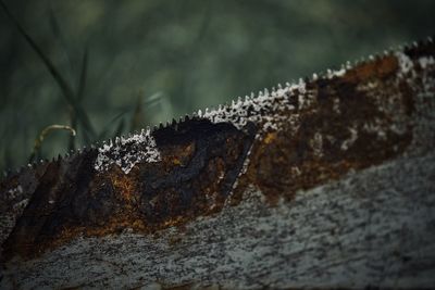 Close-up of lichen on tree trunk during winter