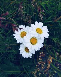 High angle view of white flowers blooming outdoors