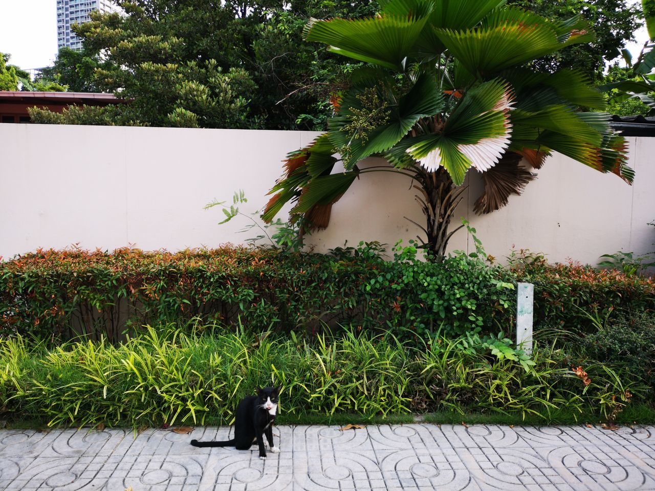 VIEW OF CAT ON GREEN PLANT