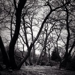 Bare trees on landscape