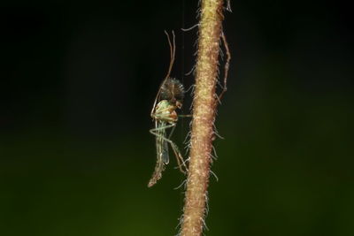 Close-up of insect on plant