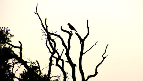 Low angle view of silhouette bare tree against clear sky