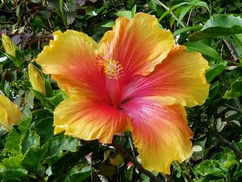 Close-up of yellow hibiscus blooming outdoors