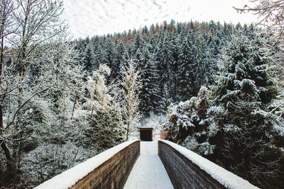 Snow covered pine trees in forest during winter