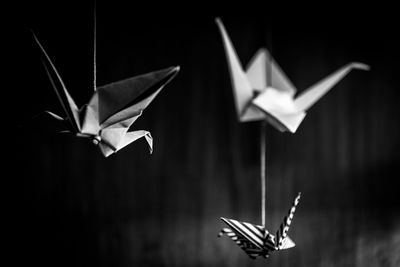 Close-up of bird flying