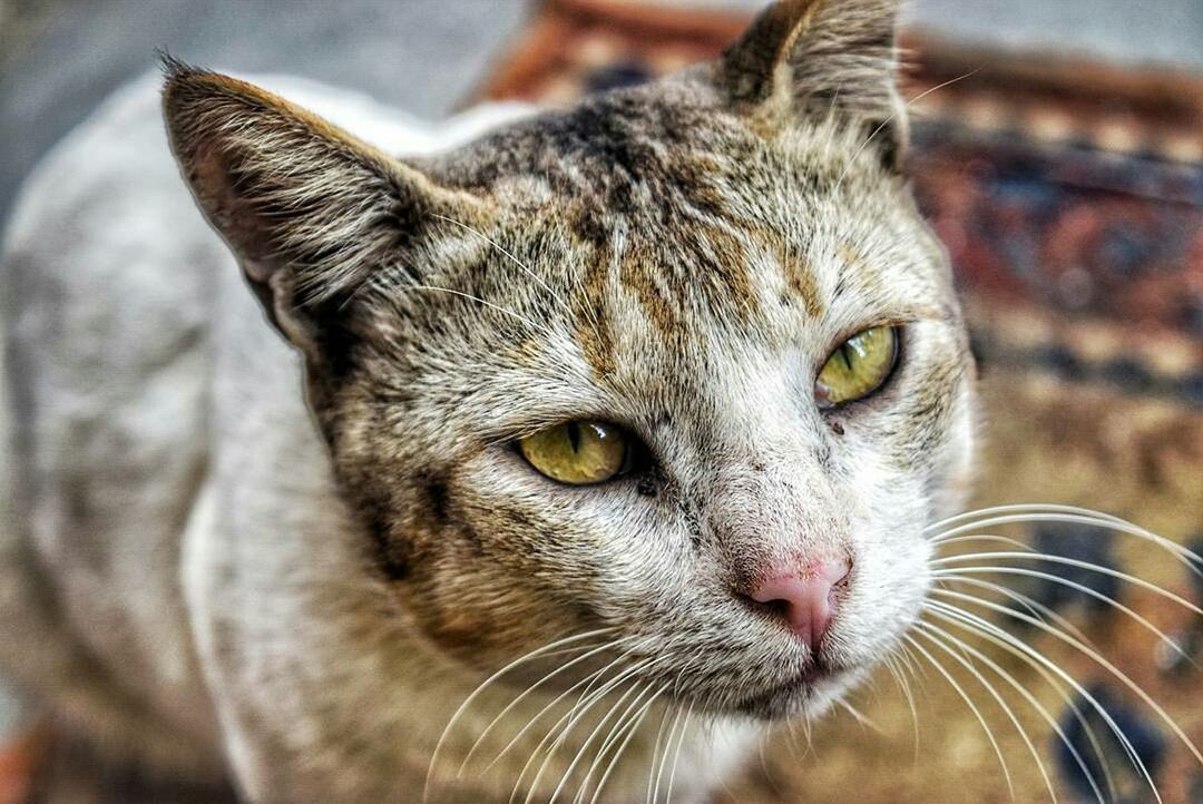 CLOSE-UP PORTRAIT OF CAT OUTDOORS