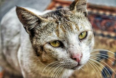 Close-up portrait of cat