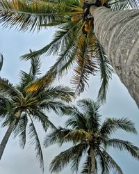 Low angle view of palm trees against sky