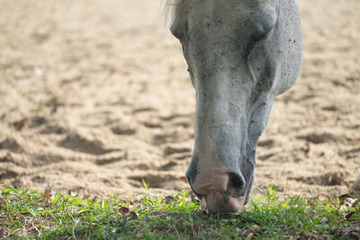 Close-up of horse grazing on field