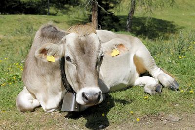 Close-up of sheep