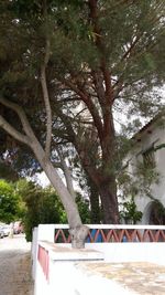 Low angle view of tree against sky