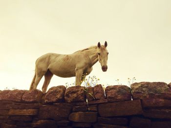 Low angle view of horse on stone wall against clear sky