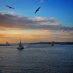 Bird flying over sea at sunset