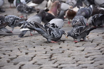 Pigeons on a street