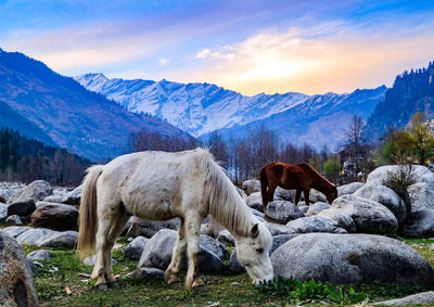 Horses grazing in a field