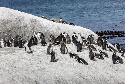 Group of birds on beach