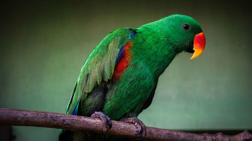 Close-up of parrot perching on railing