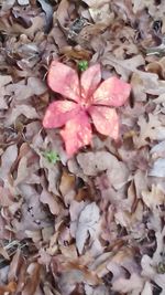 Close-up of pink leaves