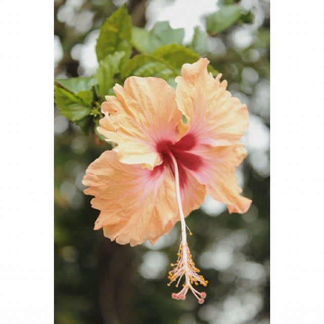 flower, transfer print, petal, flower head, fragility, freshness, auto post production filter, growth, beauty in nature, close-up, focus on foreground, nature, blooming, single flower, orange color, plant, stamen, in bloom, pollen, red