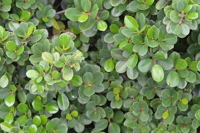 Full frame shot of plants