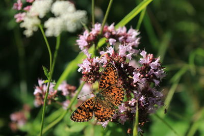 Close-up of butterfly pollinating on flower