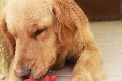 Close-up of dog