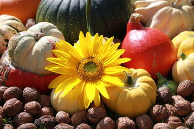 Close-up of pumpkins