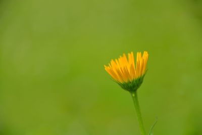 Close-up of yellow flower
