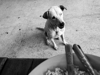 High angle portrait of dog sitting outdoors